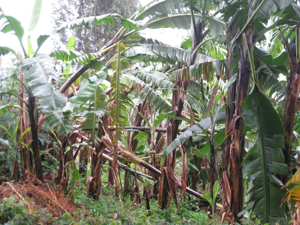 Unser Bananenwald direkt nach der Böe